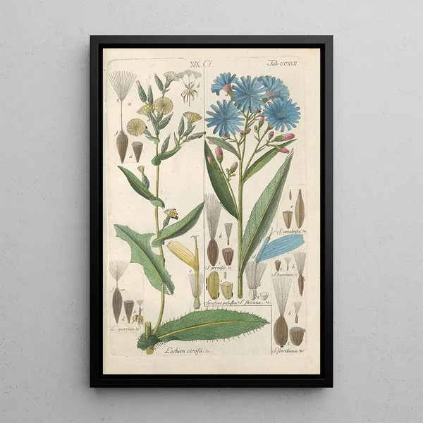 Reproduktion des Gemäldes Manuel botanique Pl05 - Christian Schkuhr
