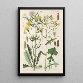 Christian Schkuhr - Botanisches Handbuch Pl06.webp