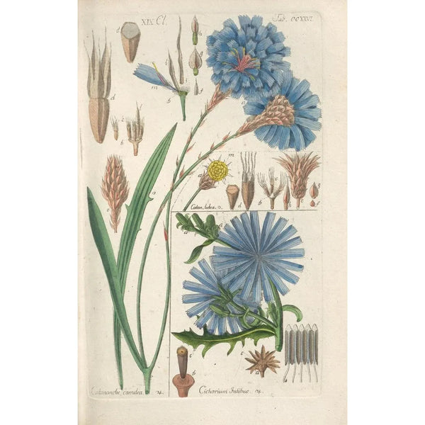 Manuel botanique Pl14 - Christian Schkuhr — gerahmtes Bild an der Wand