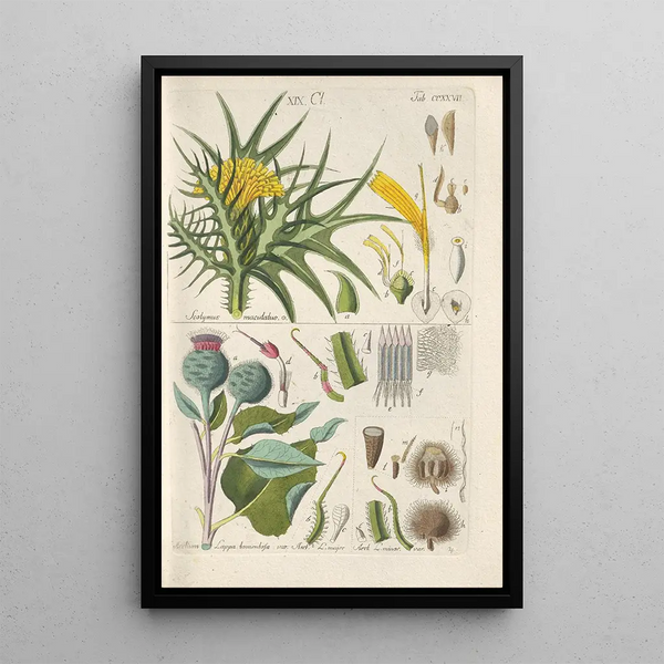 Manuel botanique Pl15 - Christian Schkuhr — gerahmtes Bild an der Wand