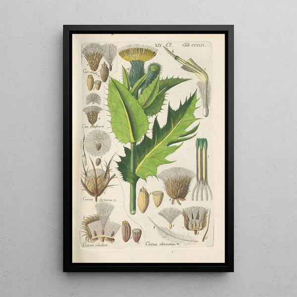 Manuel botanique Pl17 - Christian Schkuhr — gerahmtes Bild an der Wand