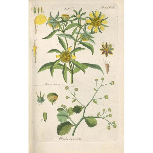 Manuel botanique Pl23 - Christian Schkuhr — gerahmtes Bild an der Wand