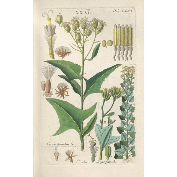 Manuel botanique Pl24 - Christian Schkuhr — gerahmtes Bild an der Wand