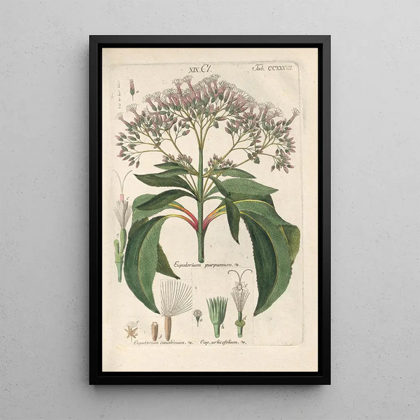 Manuel botanique Pl25 - Christian Schkuhr — gerahmtes Bild an der Wand