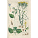 Manuel botanique Pl26 - Christian Schkuhr — gerahmtes Bild an der Wand