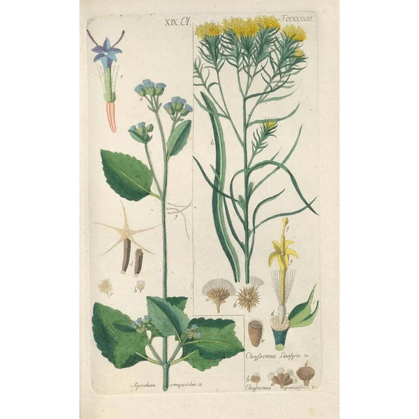 Manuel botanique Pl26 - Christian Schkuhr — gerahmtes Bild an der Wand