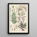 Manuel botanique Pl29 - Christian Schkuhr — gerahmtes Bild an der Wand