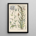 Manuel botanique Pl31 - Christian Schkuhr — gerahmtes Bild an der Wand