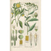 Manuel botanique Pl32 - Christian Schkuhr — gerahmtes Bild an der Wand