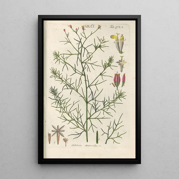 Manuel botanique Pl40 - Christian Schkuhr — gerahmtes Bild an der Wand