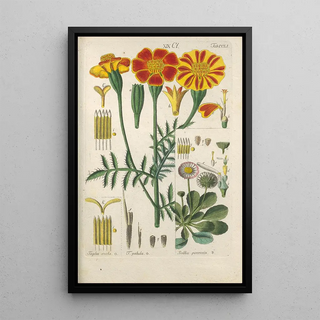 Christian Schkuhr - Botanisches Handbuch Pl41.webp