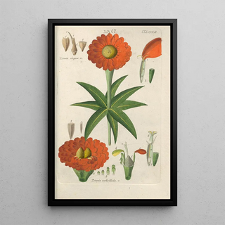 Christian Schkuhr - Botanisches Handbuch Pl42.webp