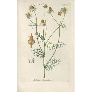 Christian Schkuhr - Botanisches Handbuch Pl44.webp