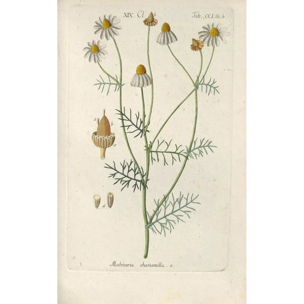 Manuel botanique Pl44 - Christian Schkuhr — gerahmtes Bild an der Wand