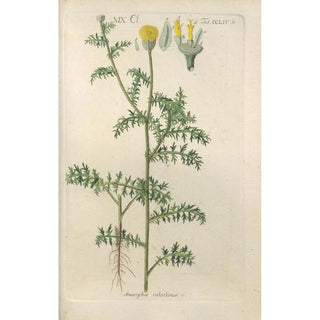 Christian Schkuhr - Botanisches Handbuch Pl46.webp