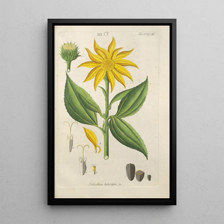 Christian Schkuhr - Botanisches Handbuch Pl50.webp