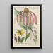 Manuel botanique Pl51 - Christian Schkuhr — gerahmtes Bild an der Wand