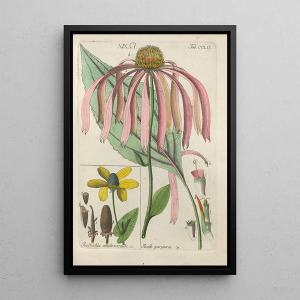 Manuel botanique Pl51 - Christian Schkuhr — gerahmtes Bild an der Wand