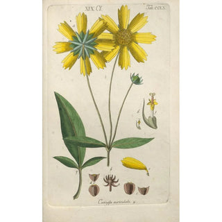 Christian Schkuhr - Botanisches Handbuch Pl52.webp