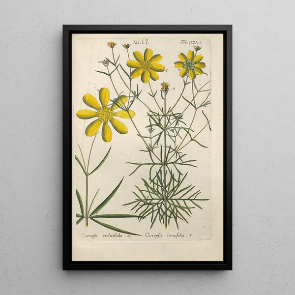Manuel botanique Pl53 - Christian Schkuhr — gerahmtes Bild an der Wand