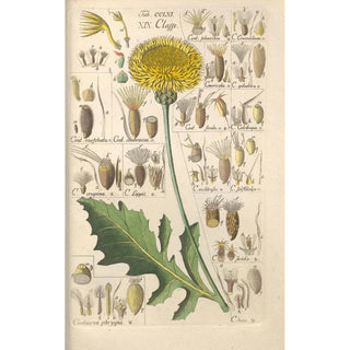 Christian Schkuhr - Botanisches Handbuch Pl54.webp