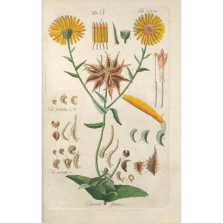 Christian Schkuhr - Botanisches Handbuch Pl59.webp