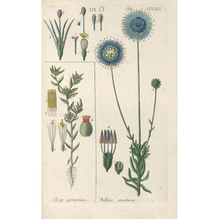 Christian Schkuhr - Botanisches Handbuch Pl60.webp