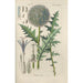 Manuel botanique Pl62 - Christian Schkuhr — gerahmtes Bild an der Wand