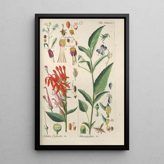 Christian Schkuhr - Botanisches Handbuch Pl63.webp