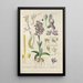 Manuel botanique Pl66 - Christian Schkuhr — gerahmtes Bild an der Wand