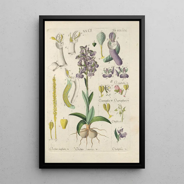 Manuel botanique Pl66 - Christian Schkuhr — gerahmtes Bild an der Wand