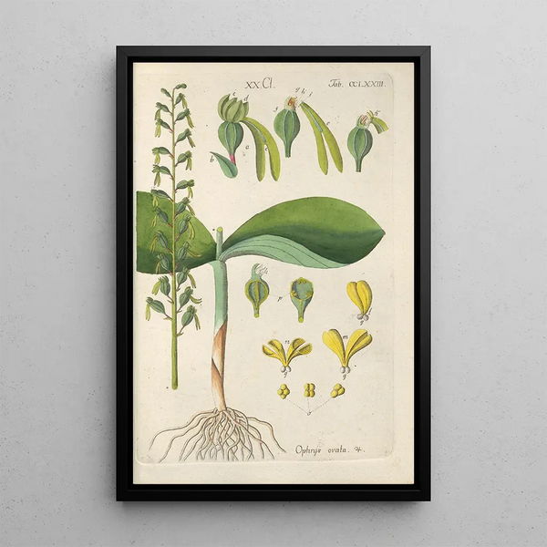 Manuel botanique Pl68 - Christian Schkuhr — gerahmtes Bild an der Wand