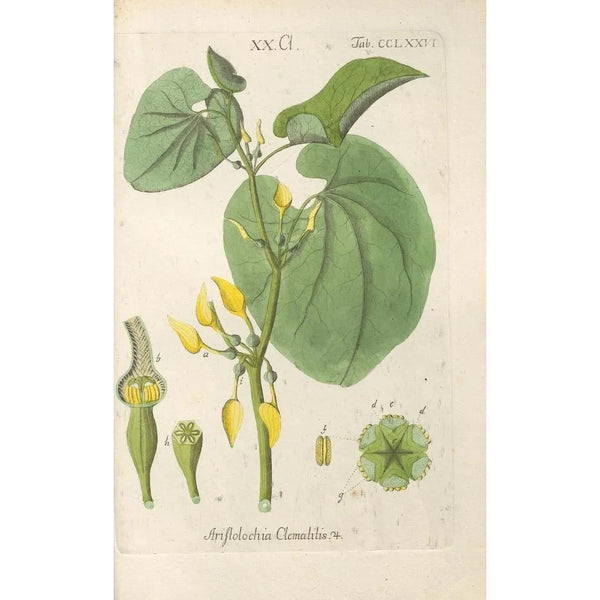 Manuel botanique Pl71 - Christian Schkuhr — gerahmtes Bild an der Wand