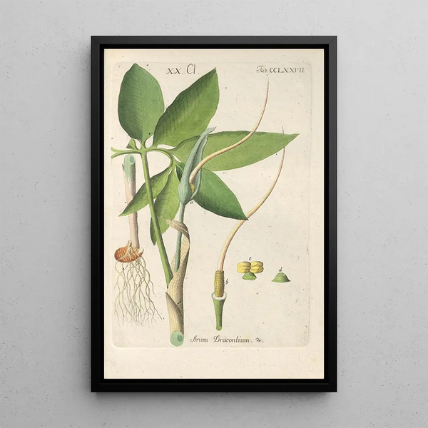 Manuel botanique Pl72 - Christian Schkuhr — gerahmtes Bild an der Wand