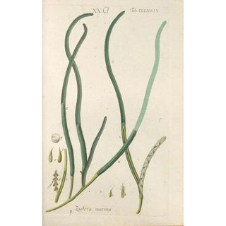 Christian Schkuhr - Botanisches Handbuch Pl74.webp