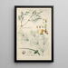Manuel botanique Pl75 - Christian Schkuhr — gerahmtes Bild an der Wand