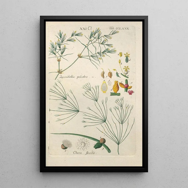 Manuel botanique Pl75 - Christian Schkuhr — gerahmtes Bild an der Wand