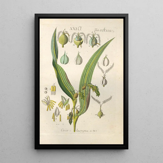 Christian Schkuhr - Botanisches Handbuch Pl80.webp