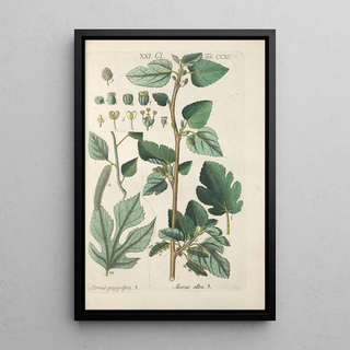 Christian Schkuhr - Botanisches Handbuch Pl85.webp