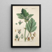Manuel botanique Pl86 - Christian Schkuhr — gerahmtes Bild an der Wand