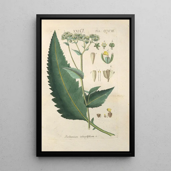 Manuel botanique Pl88 - Christian Schkuhr — gerahmtes Bild an der Wand
