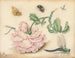 Eine Rose und Fünf Insekten - Christoffel van den Berghe — Ansicht des Kunstwerks