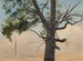 Einsamer Baum - Chrystian Breslauer — Ansicht des Kunstwerks