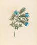 Acanthe carduifolia Blepharis sinuata - Clemenz Heinrich Wehdemann — Ansicht des Kunstwerks