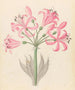 Couplets boophones d'Amaryllis - Clemenz Heinrich Wehdemann — Ansicht des Kunstwerks