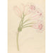 Amarillis Crinum lineare - Clemenz Heinrich Wehdemann — Ansicht des Kunstwerks