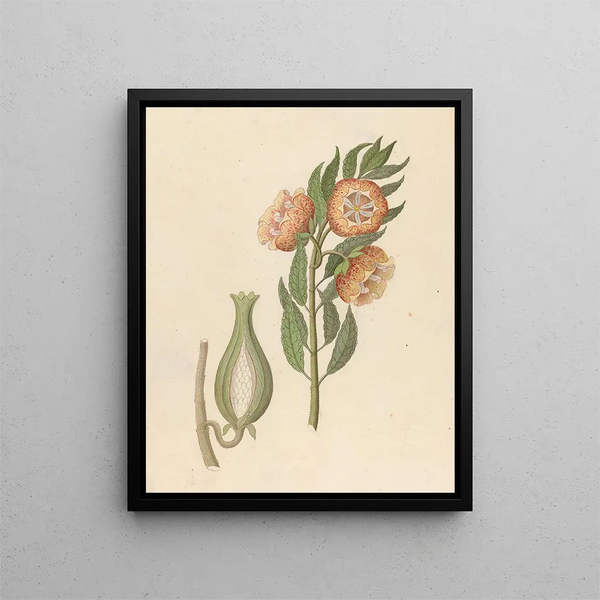 Asclepias grandiflora Pachycarpus grandiflorus - Clemenz Heinrich Wehdemann — gerahmtes Bild an der Wand