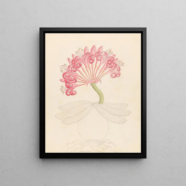 Brunswigia Ammocharis coranica - Clemenz Heinrich Wehdemann — gerahmtes Bild an der Wand
