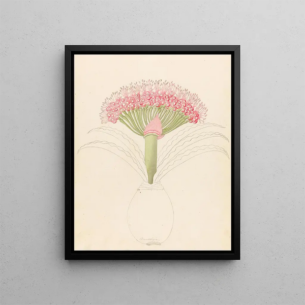 Brunswigia Brunsvigia grandiflora - Clemenz Heinrich Wehdemann — gerahmtes Bild an der Wand