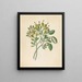 Capparis Nov Sp Maerua caffra - Clemenz Heinrich Wehdemann — gerahmtes Bild an der Wand